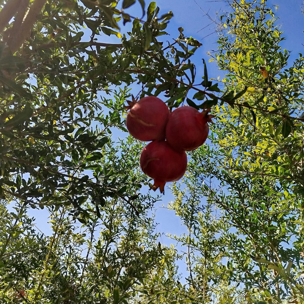 Масло семян граната